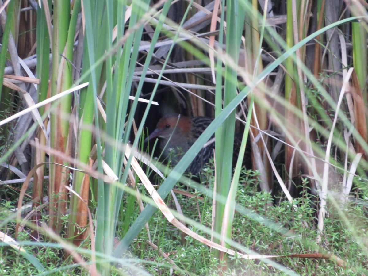 Lewin's Rail - ML528494361