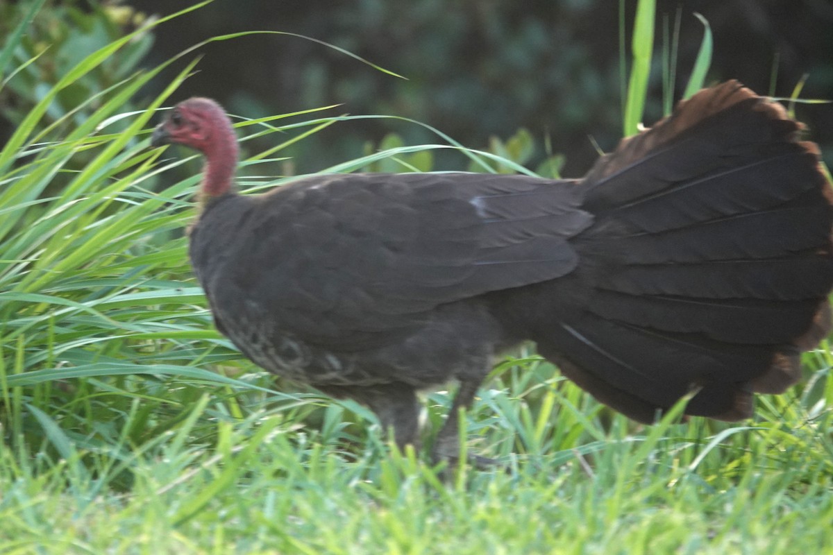 Australian Brushturkey - ML528494441