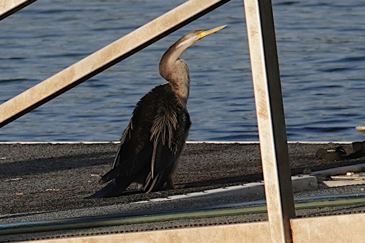 Australasian Darter - ML528494491