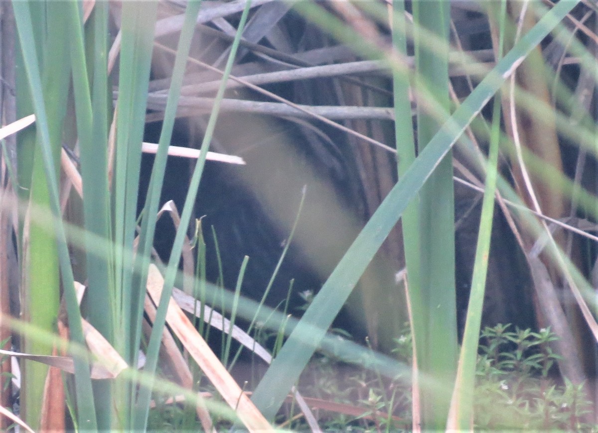 Lewin's Rail - ML528494991