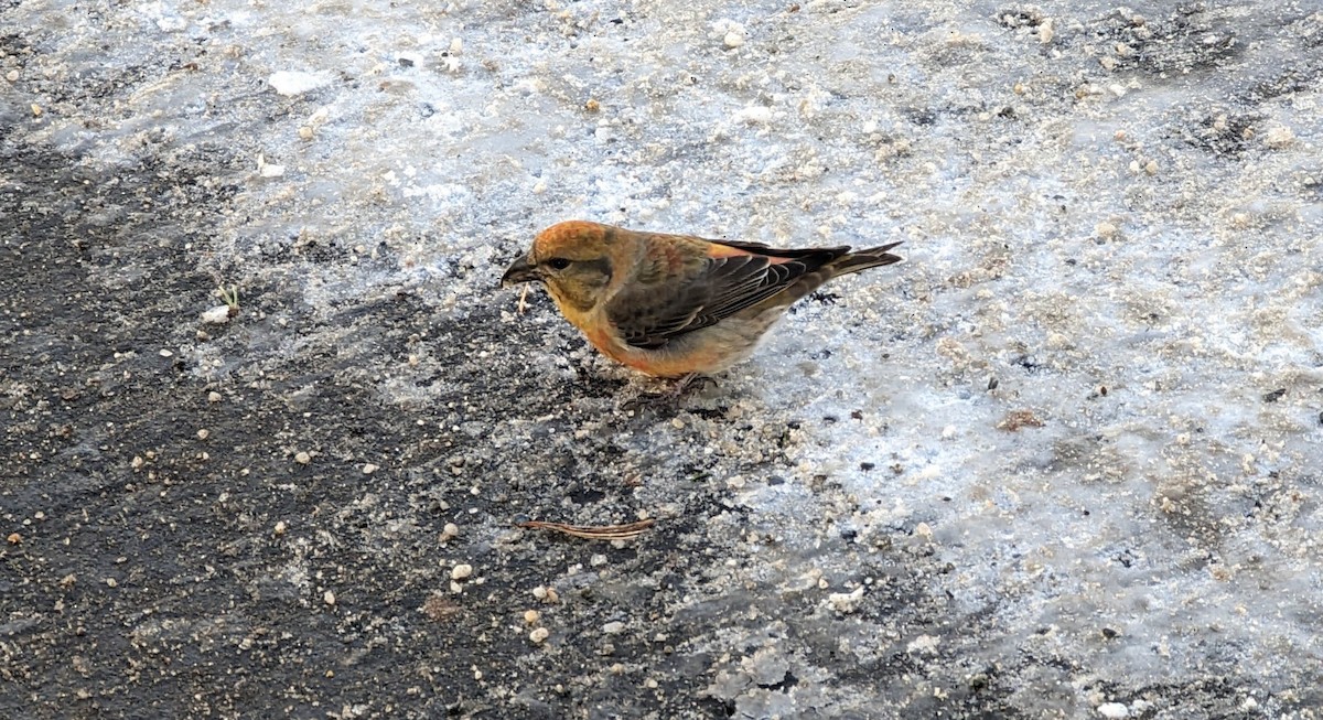 Red Crossbill - ML528495441