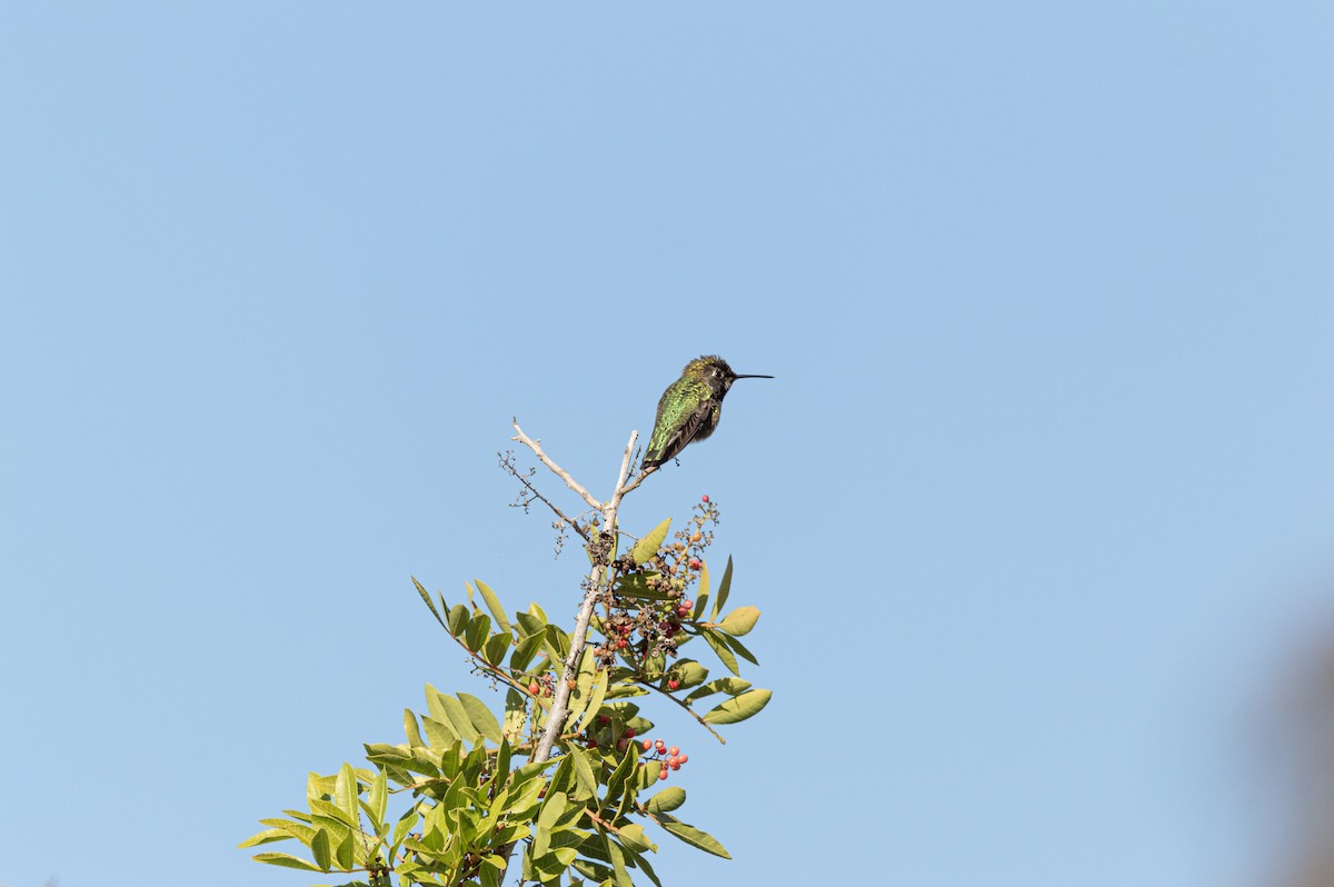 Anna's Hummingbird - ML528498631