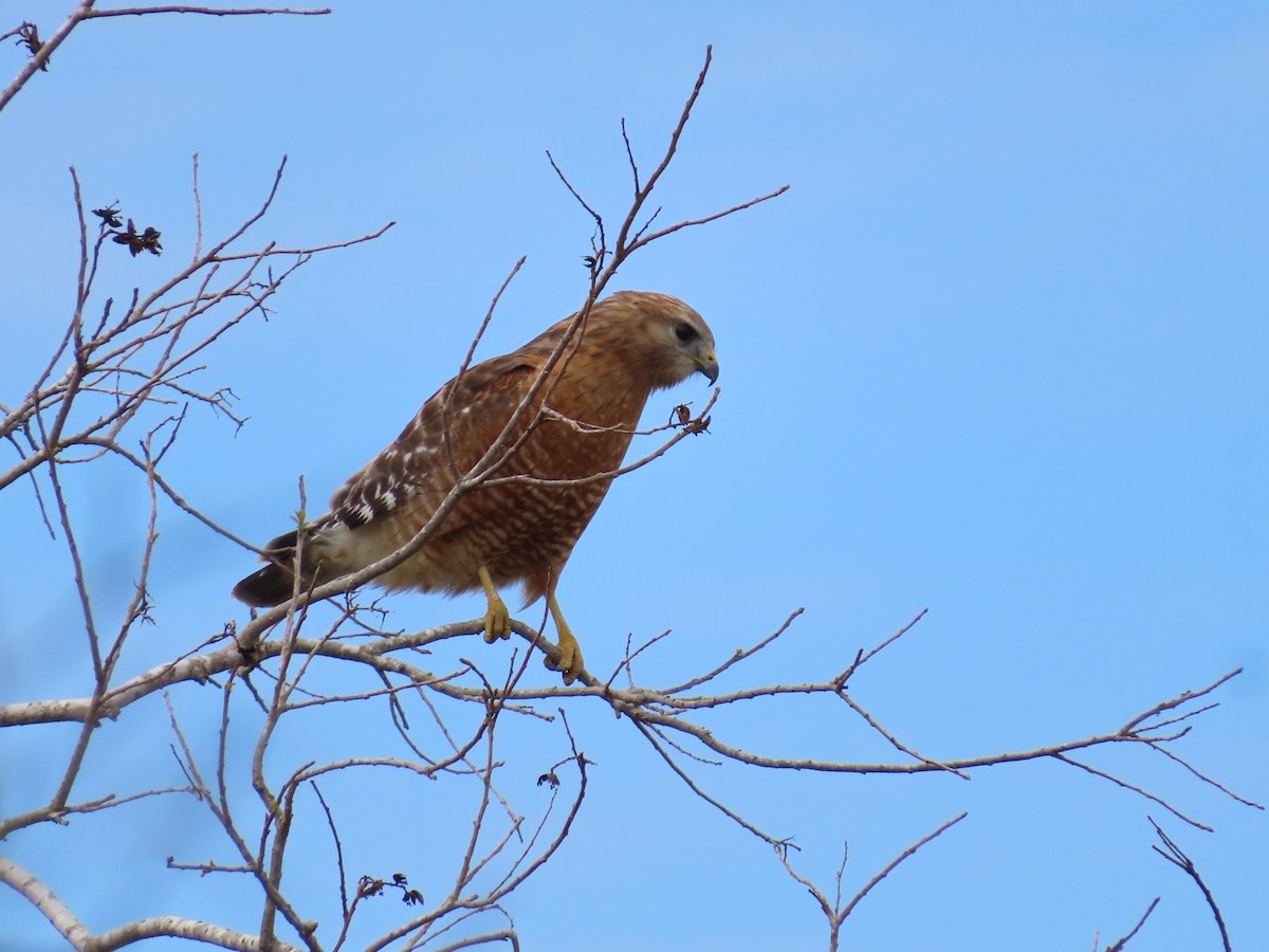 Red-shouldered Hawk (lineatus Group) - ML528499731