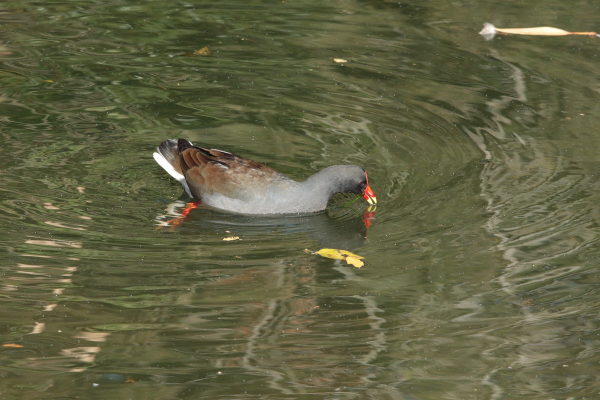 Gallinule sombre - ML528499971