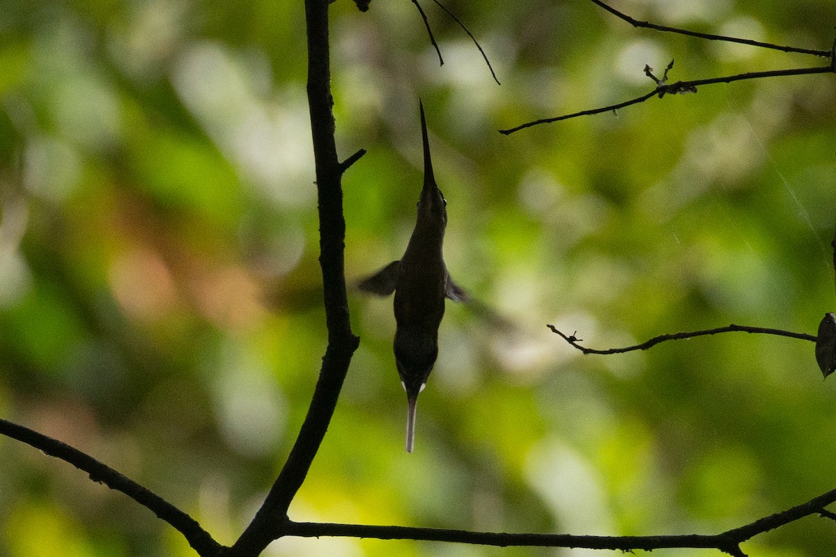 Long-tailed Hermit - ML528500221