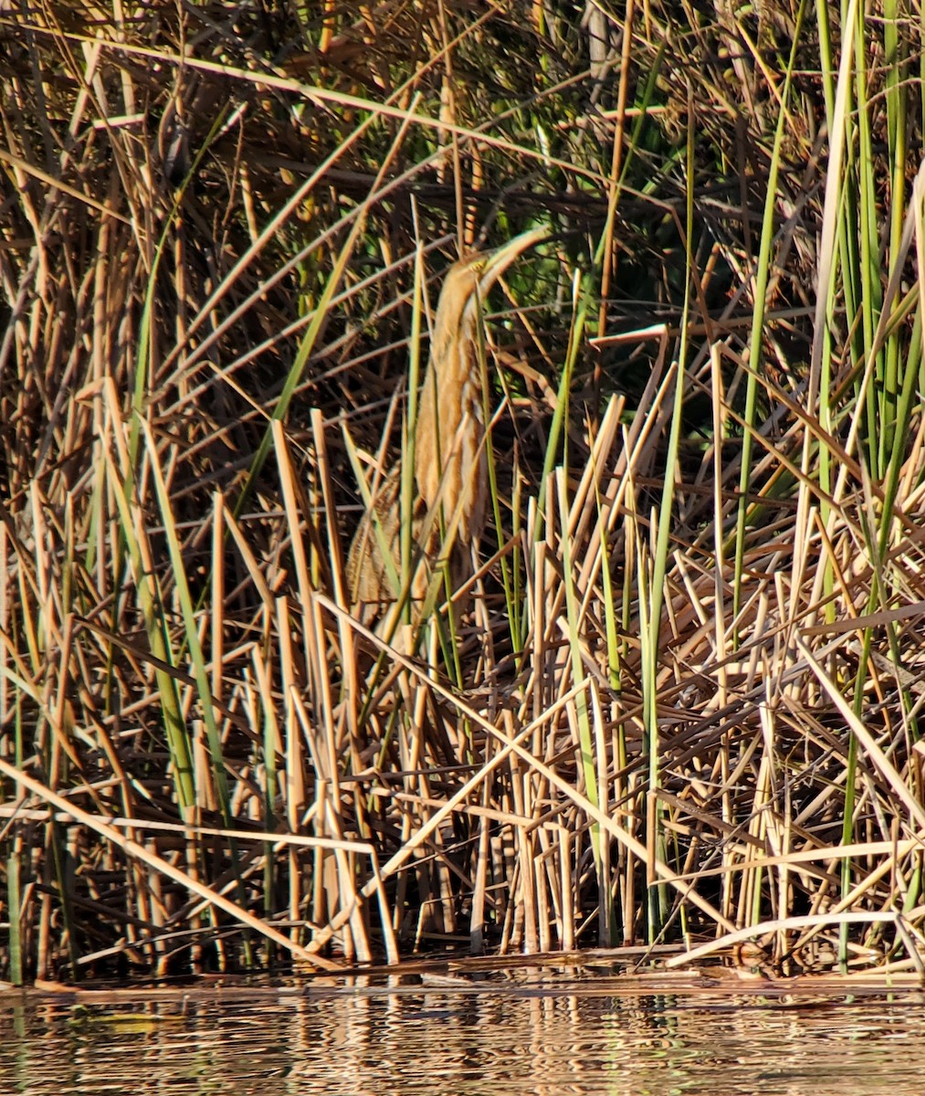 Schwarzbart-Rohrdommel - ML528501891