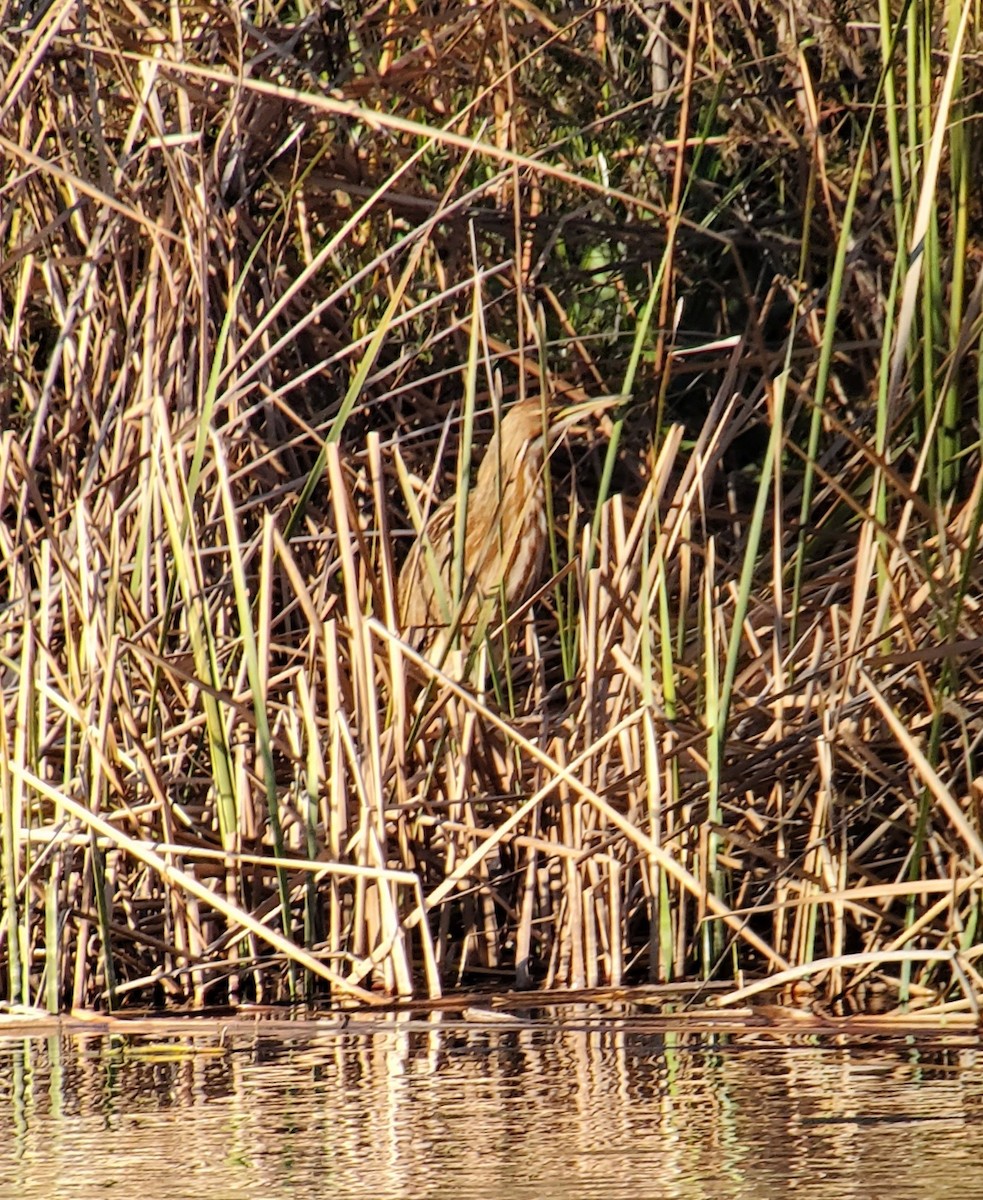 American Bittern - ML528501901