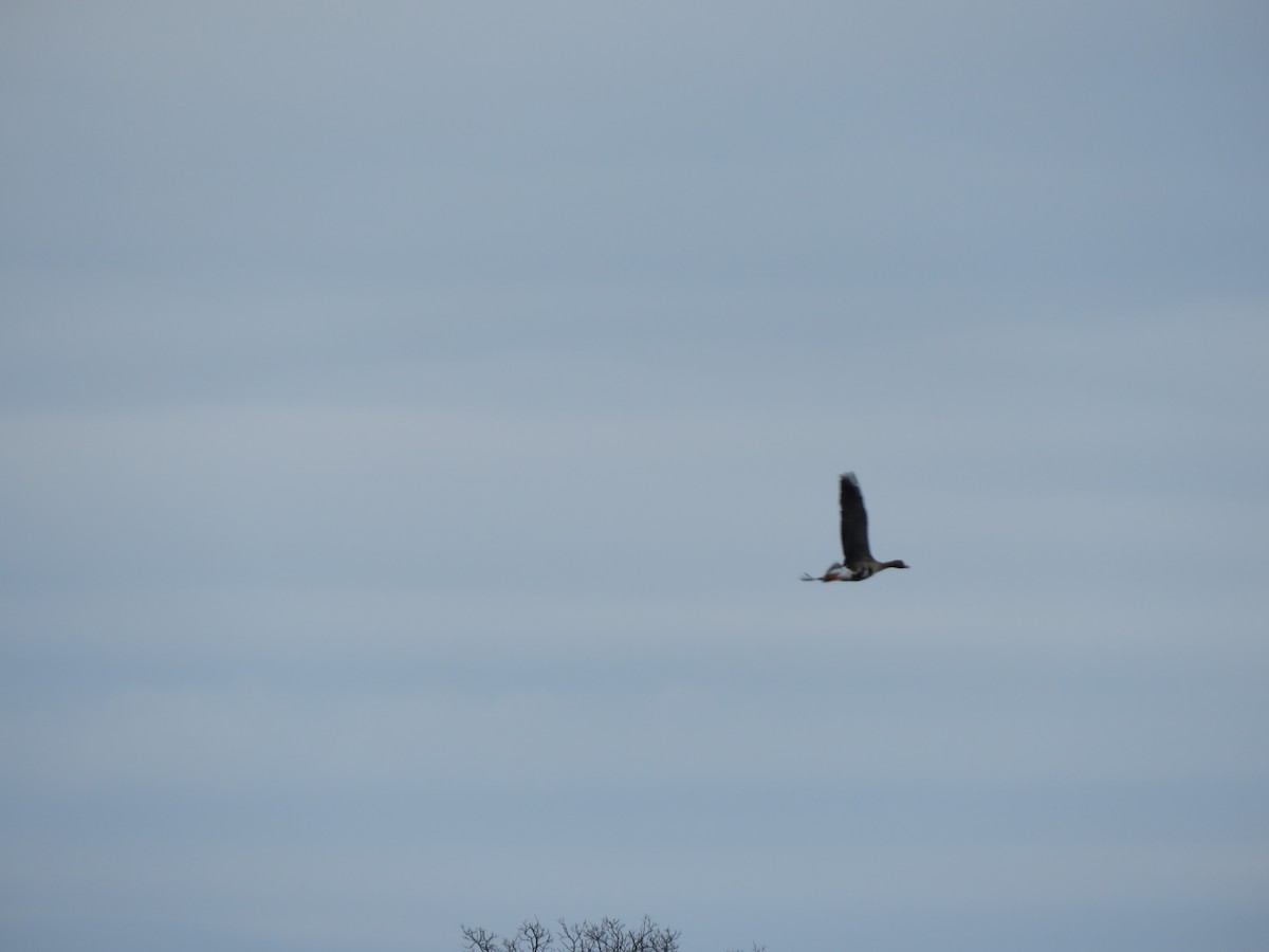 Greater White-fronted Goose - ML528502581