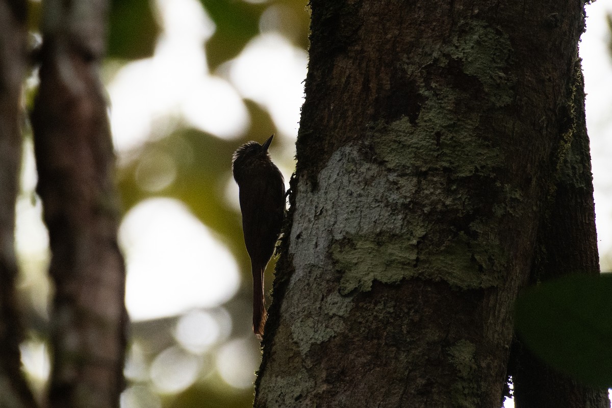 Wedge-billed Woodcreeper (spirurus Group) - ML528503221