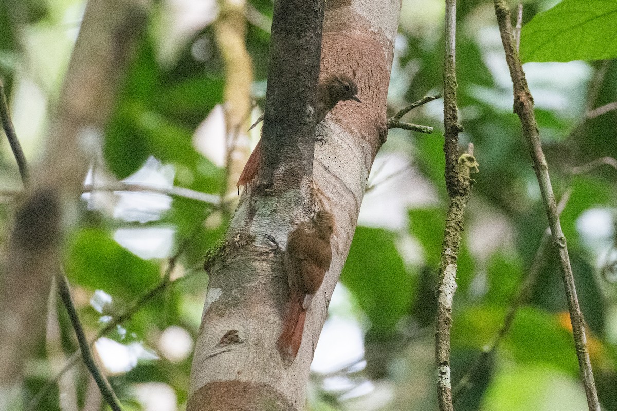 Wedge-billed Woodcreeper (spirurus Group) - Cody Limber