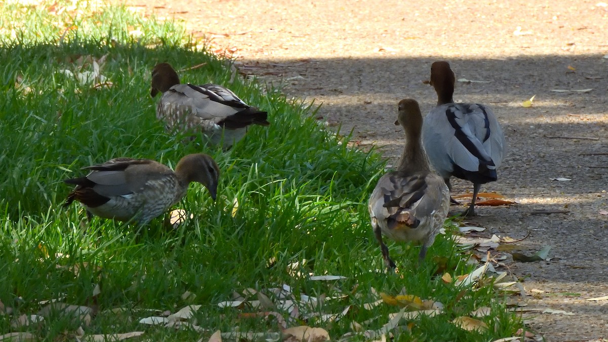 Canard à crinière - ML528503291