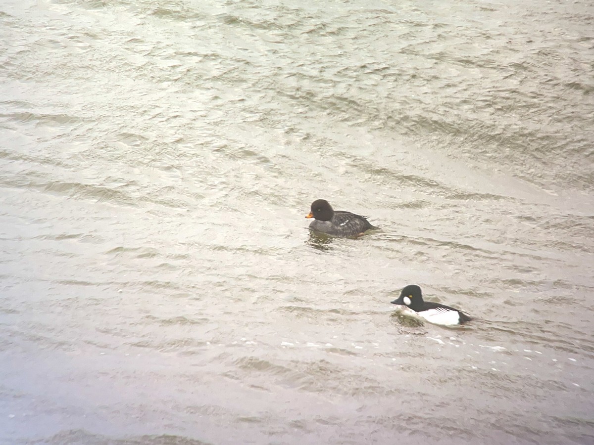 Barrow's Goldeneye - ML528503361