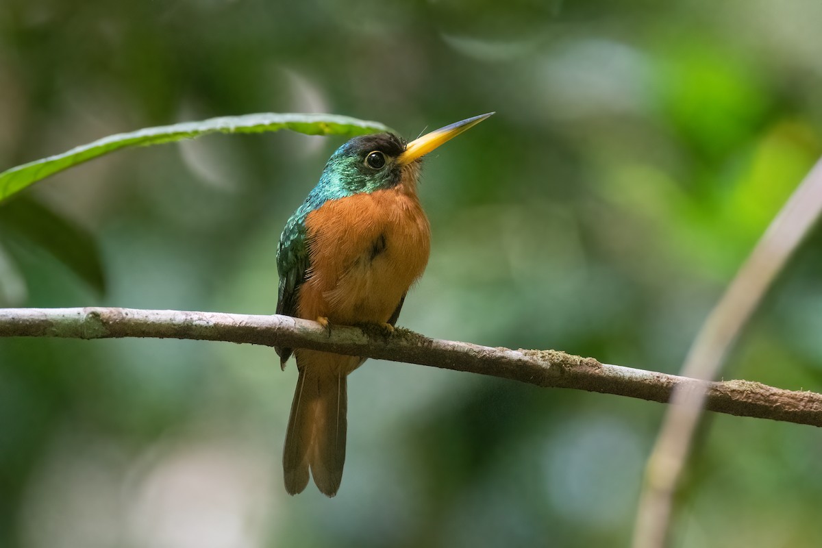 Yellow-billed Jacamar (Yellow-billed) - ML528503851