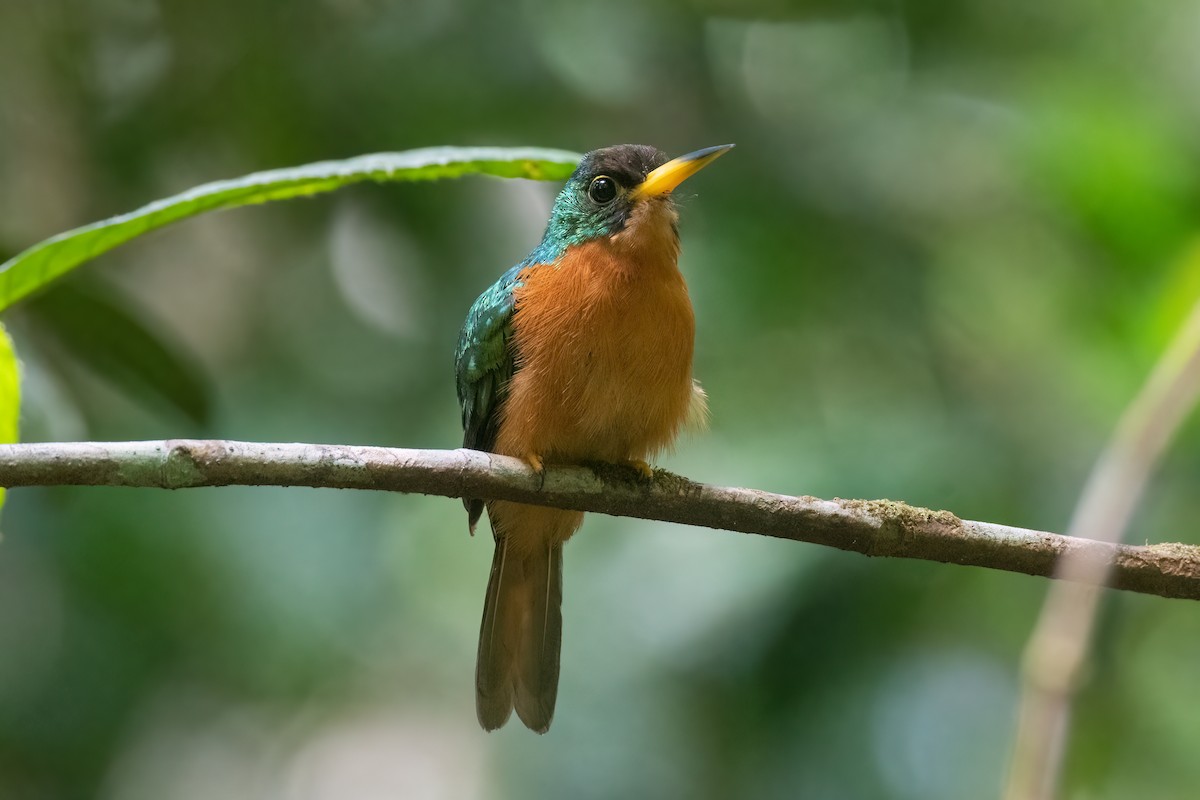 Yellow-billed Jacamar (Yellow-billed) - ML528503861