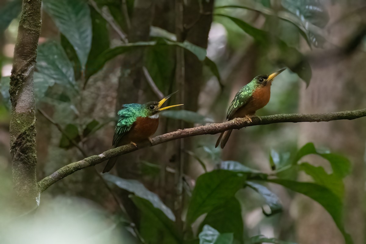 Yellow-billed Jacamar (Yellow-billed) - ML528503871