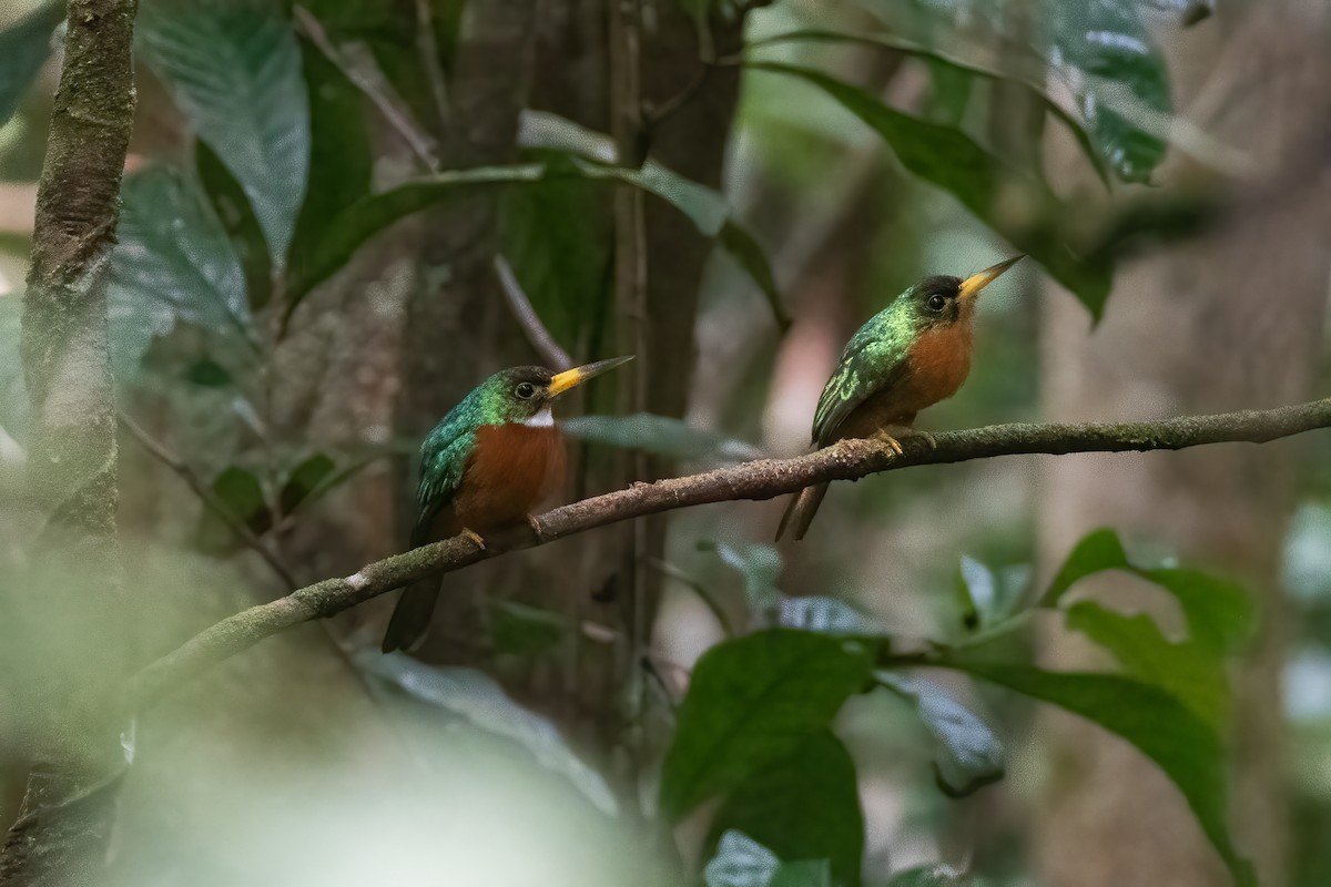 Yellow-billed Jacamar (Yellow-billed) - ML528503881