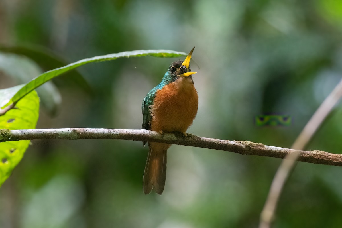 Jacamar à bec jaune (albirostris) - ML528503891