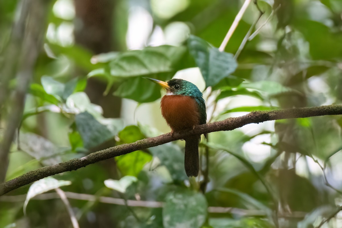 Yellow-billed Jacamar (Yellow-billed) - ML528503901