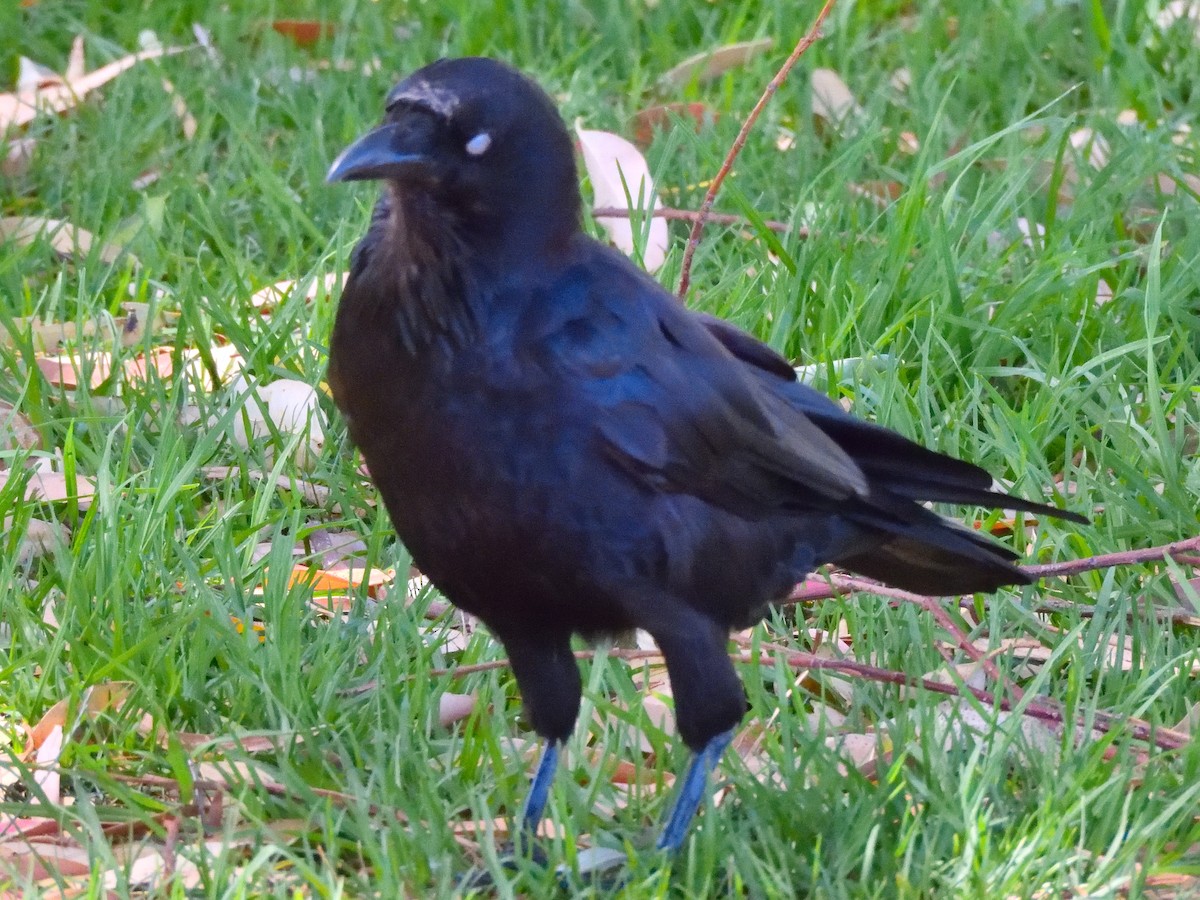 Australian Raven - ML528504231