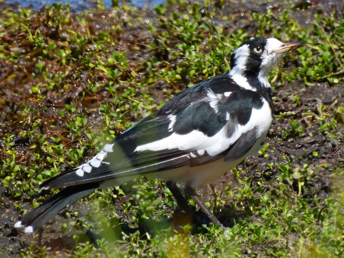 Magpie-lark - ML528504631