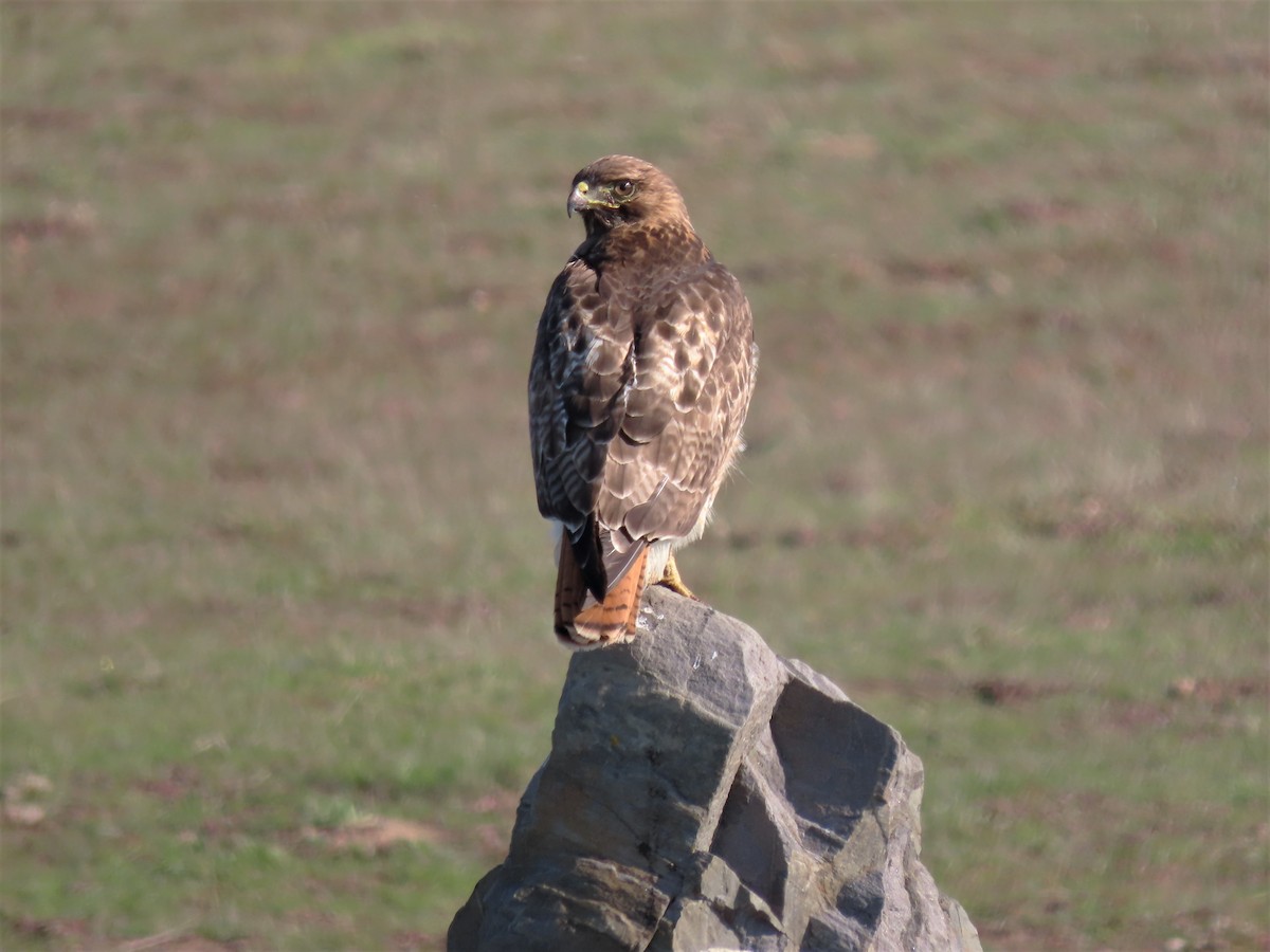 Red-tailed Hawk (calurus/alascensis) - ML528505041