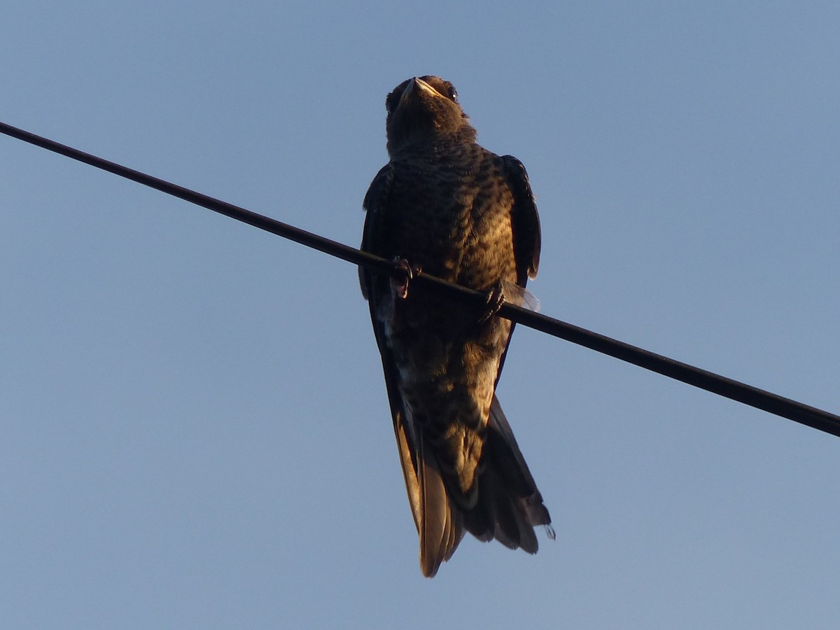 jiřička jižní - ML528505701