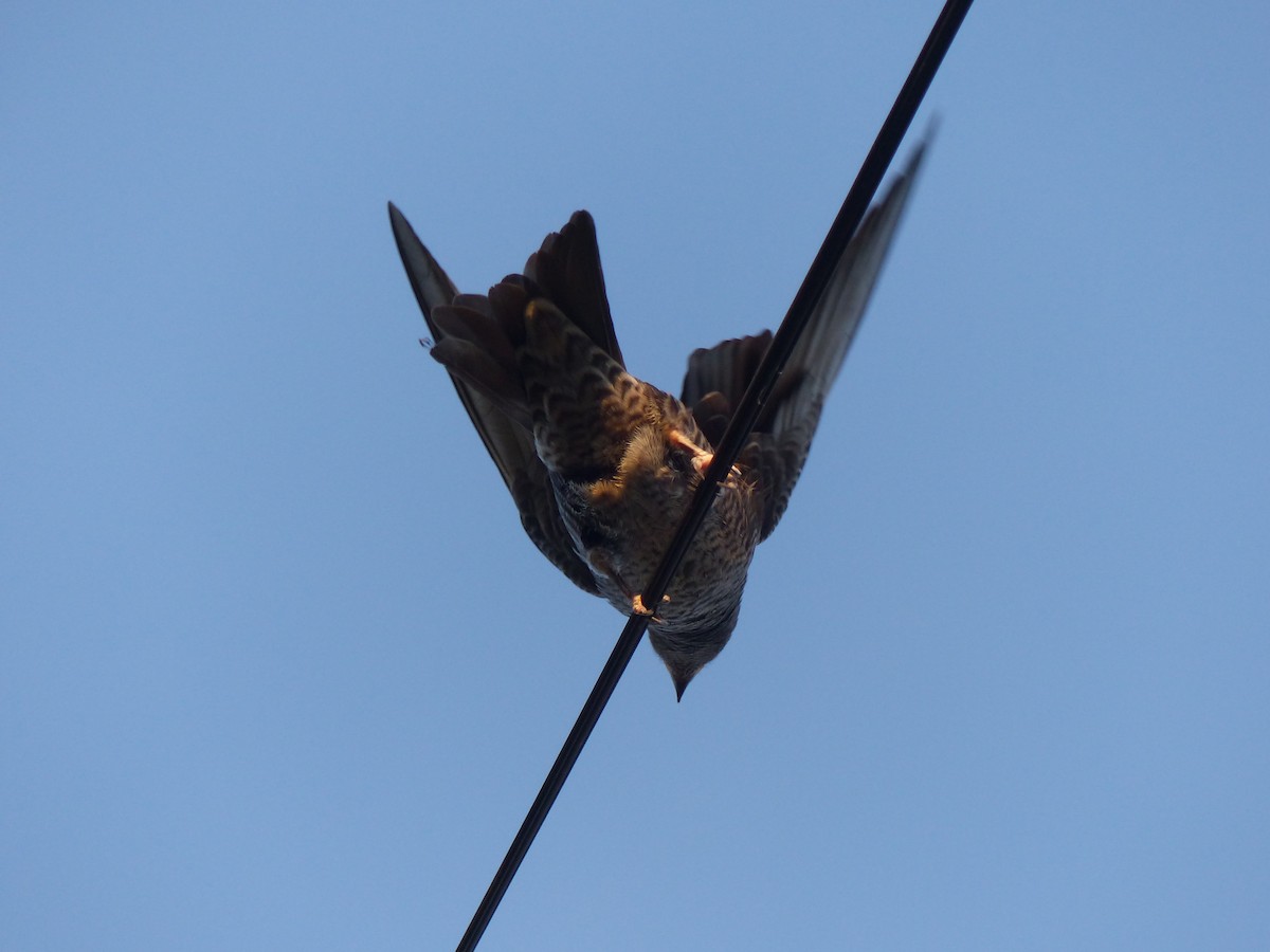 jiřička jižní - ML528505741