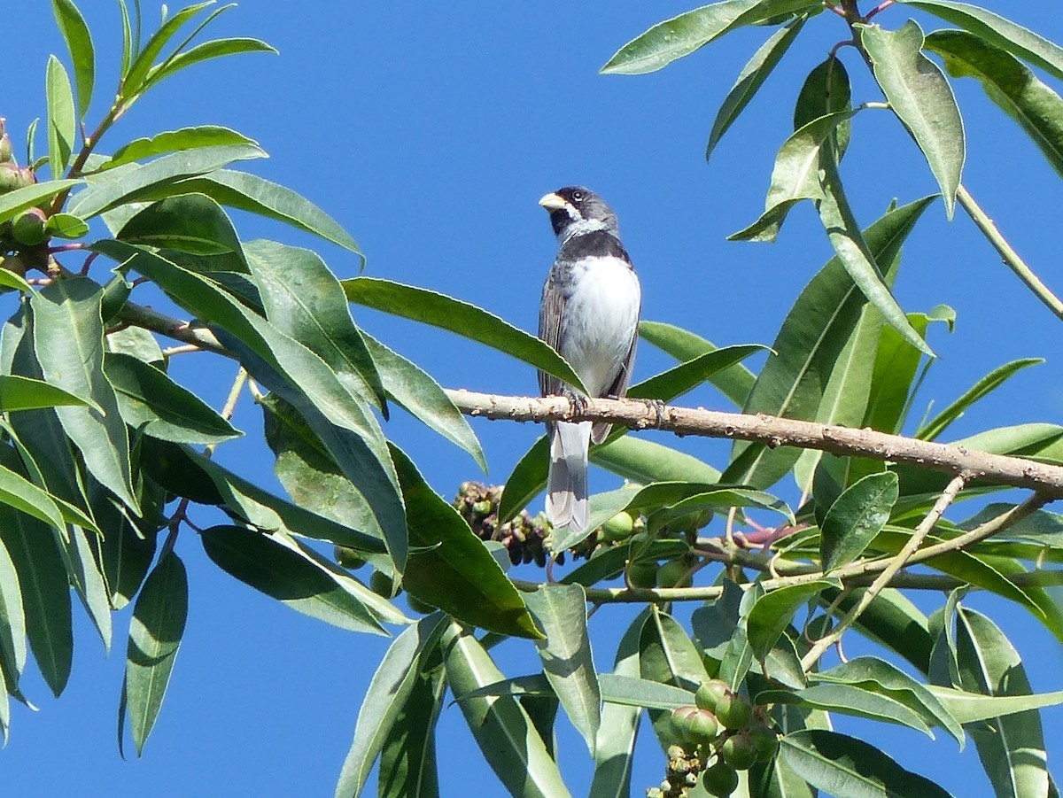 Double-collared Seedeater - ML528506181