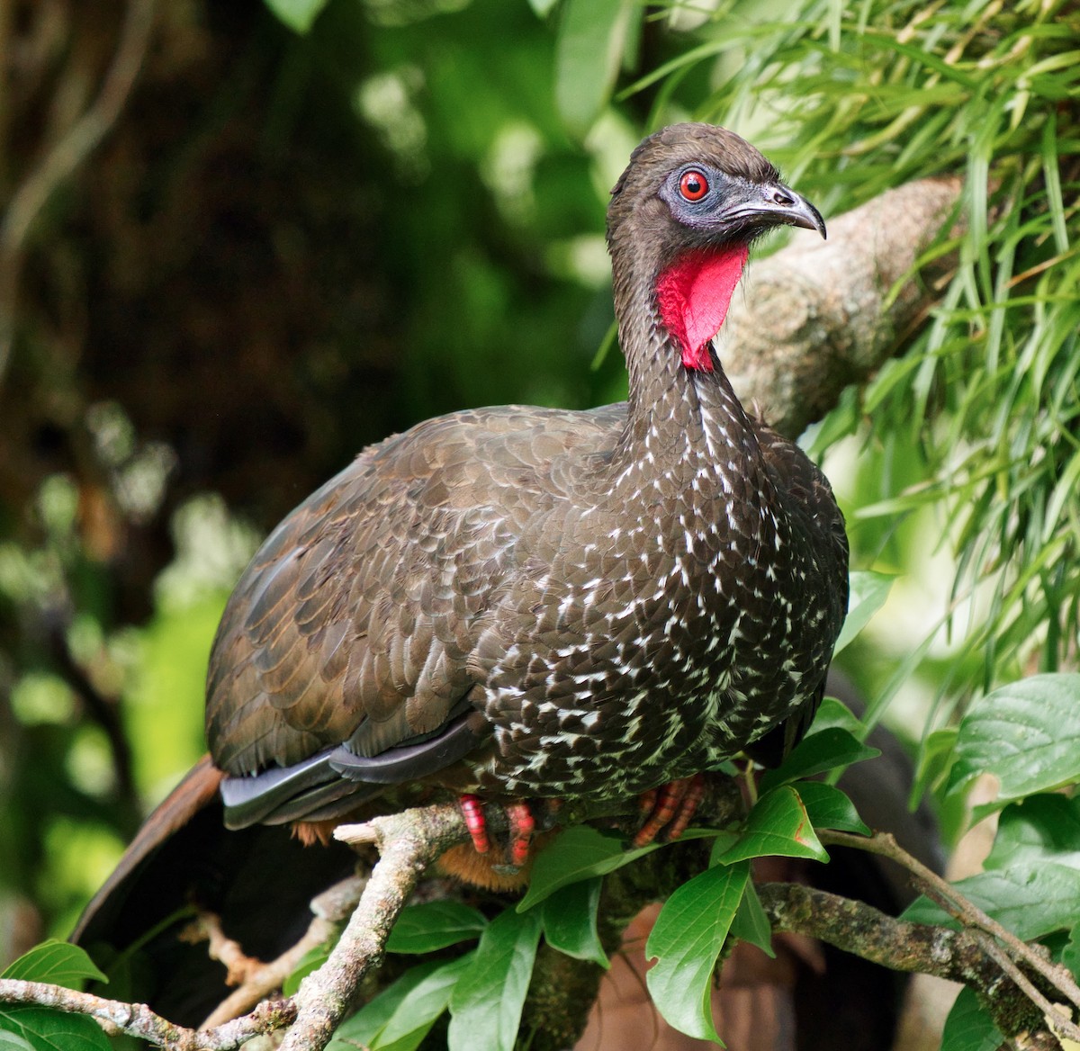 Crested Guan - teambergie Bergstrom