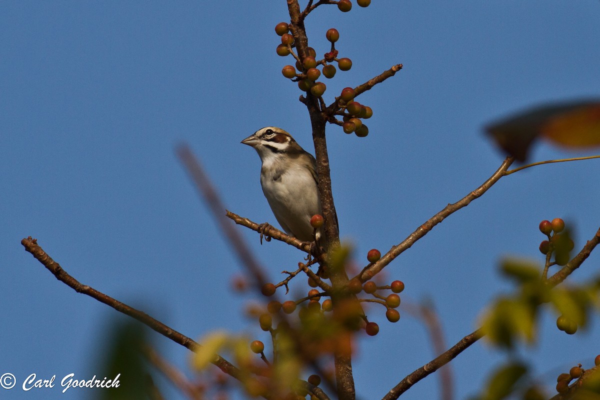 Lark Sparrow - ML52850721