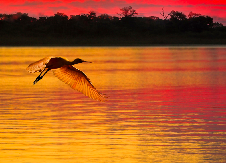 Roseate Spoonbill - ML52850731