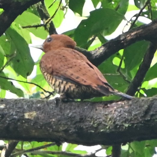 Cinnamon Woodpecker - Rich Howard