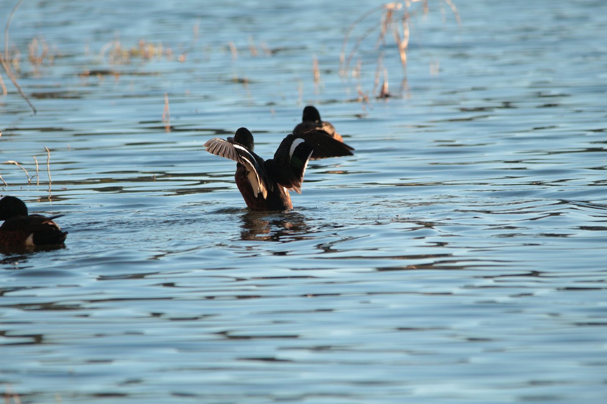 Chestnut Teal - ML528507931