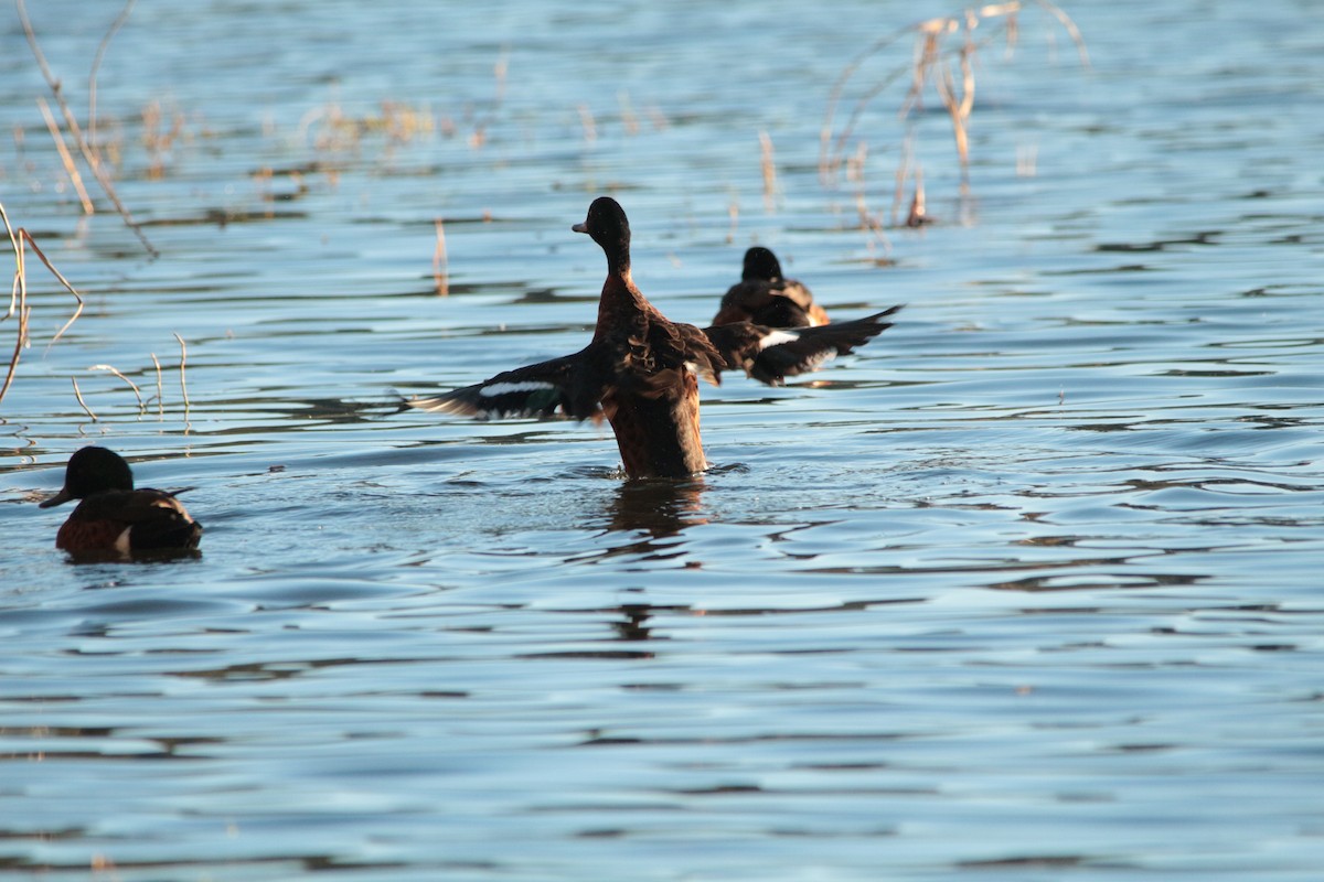 Chestnut Teal - ML528507941