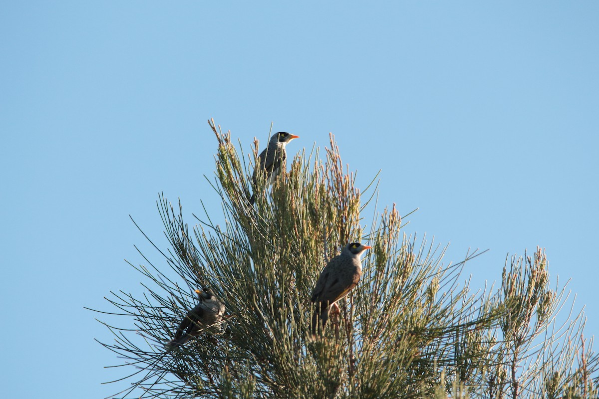 Noisy Miner - ML528508181