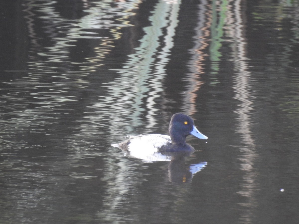 Lesser Scaup - ML528508341