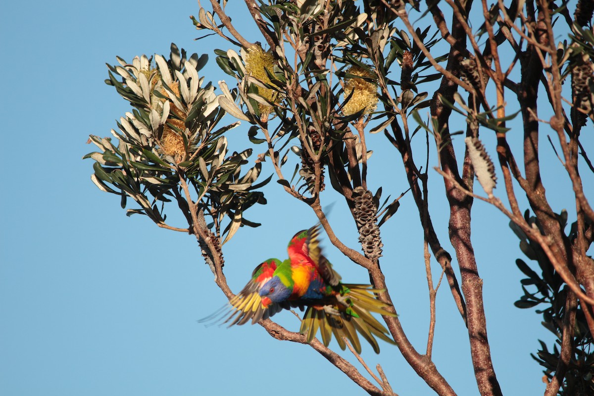 Rainbow Lorikeet - ML528508481