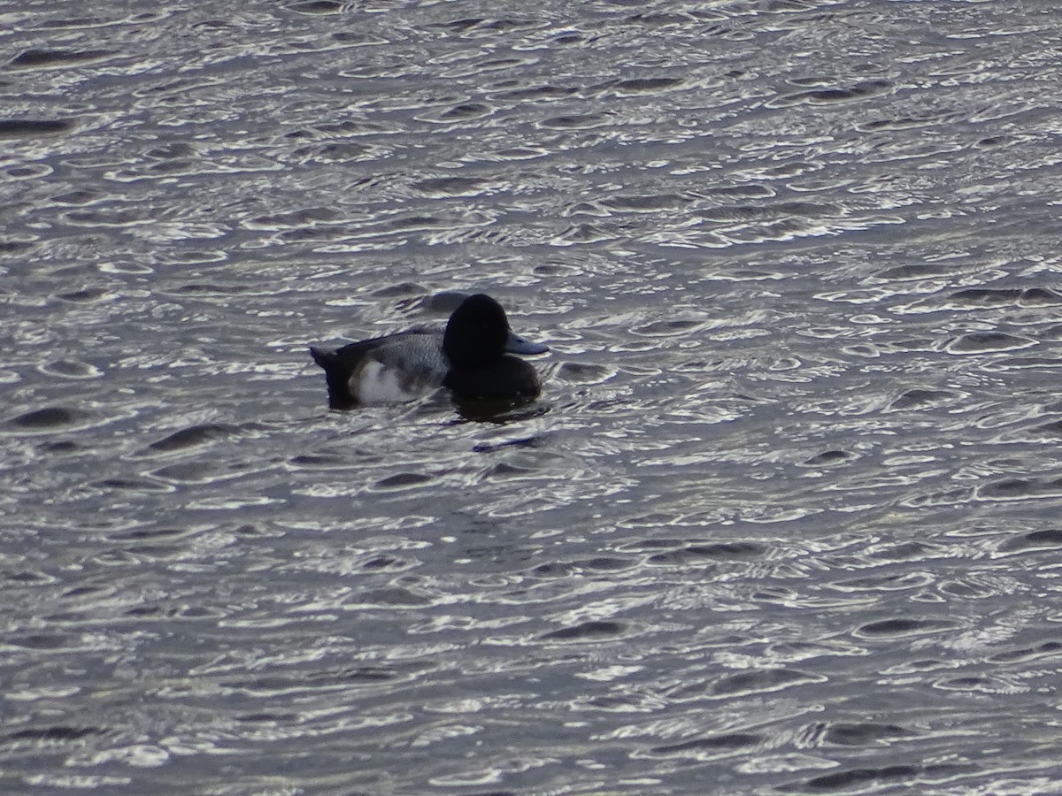 Lesser Scaup - ML528508721