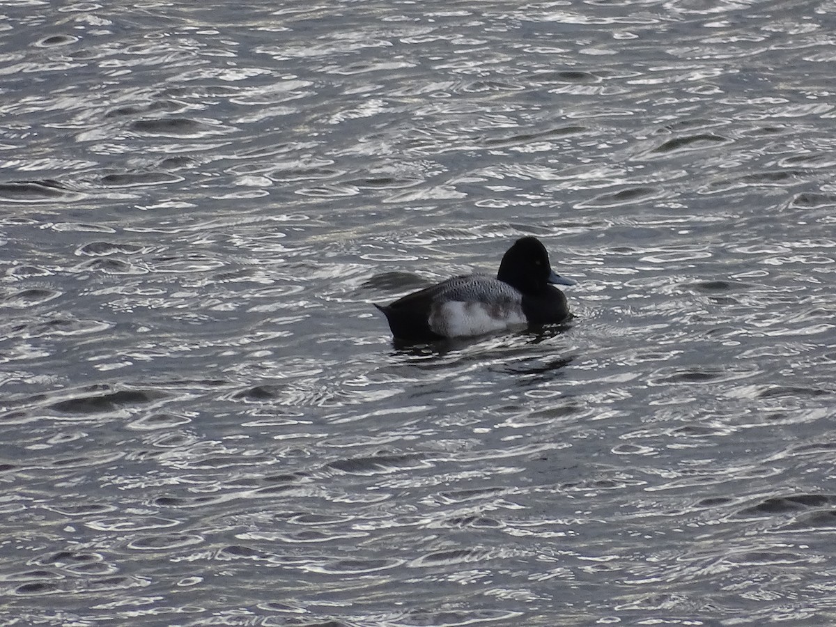 Lesser Scaup - ML528508731