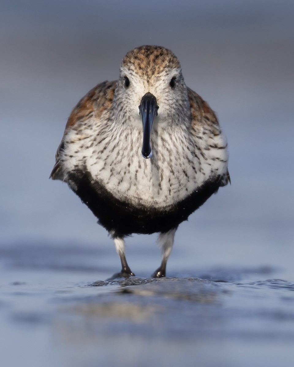 Dunlin - Matt Felperin