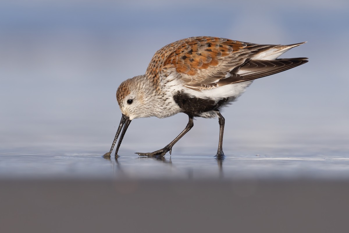 Dunlin - Matt Felperin