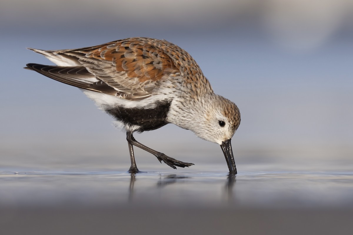 Dunlin - Matt Felperin