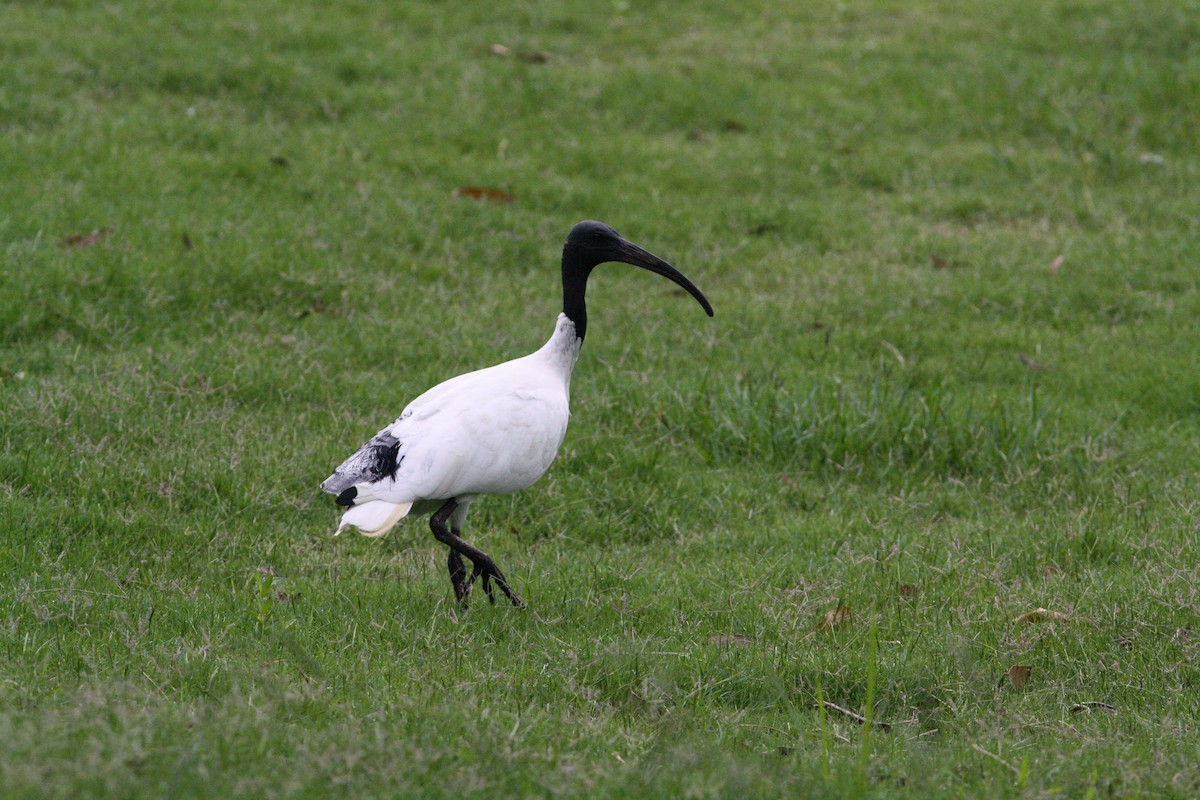 Ibis à cou noir - ML528509591