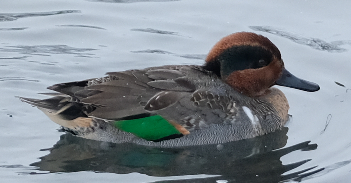 Green-winged Teal - Christian Gendreau