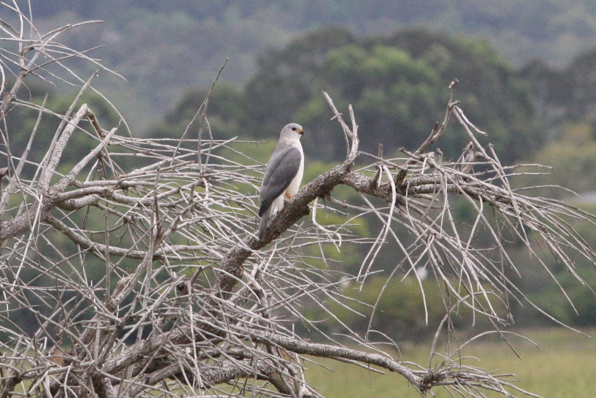 Gray Goshawk - ML528509651