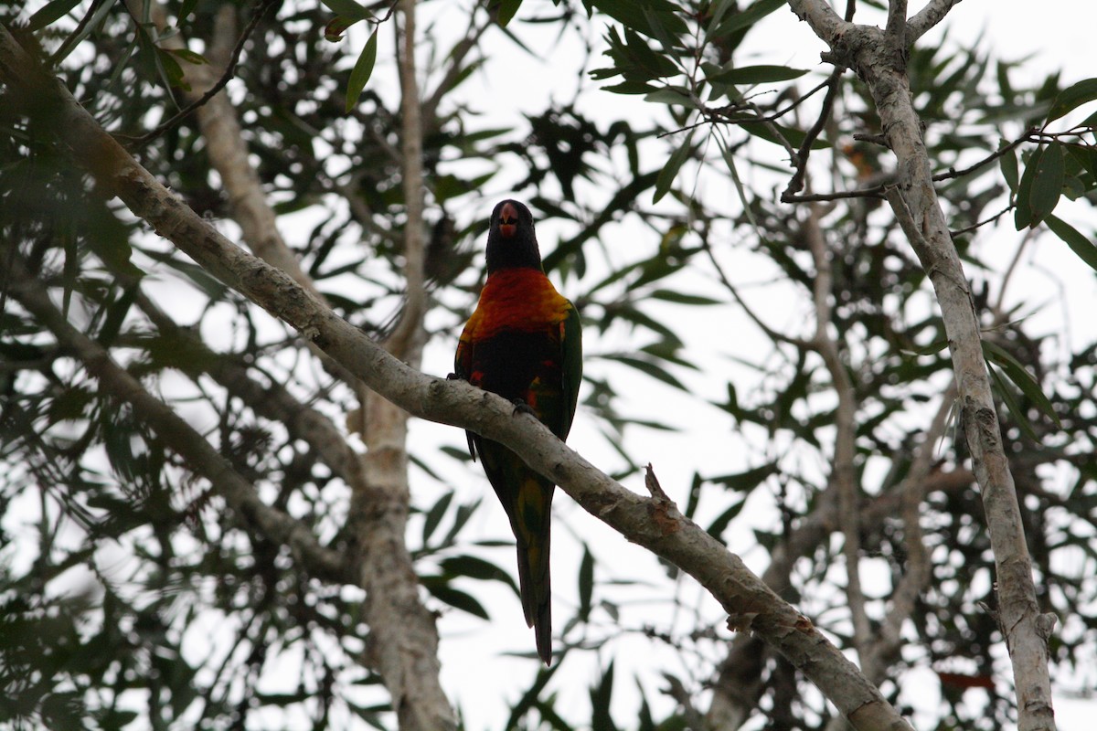 Rainbow Lorikeet - ML528509771