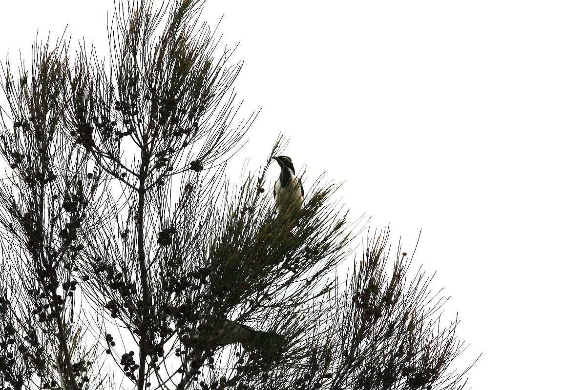 Blue-faced Honeyeater - ML528509861