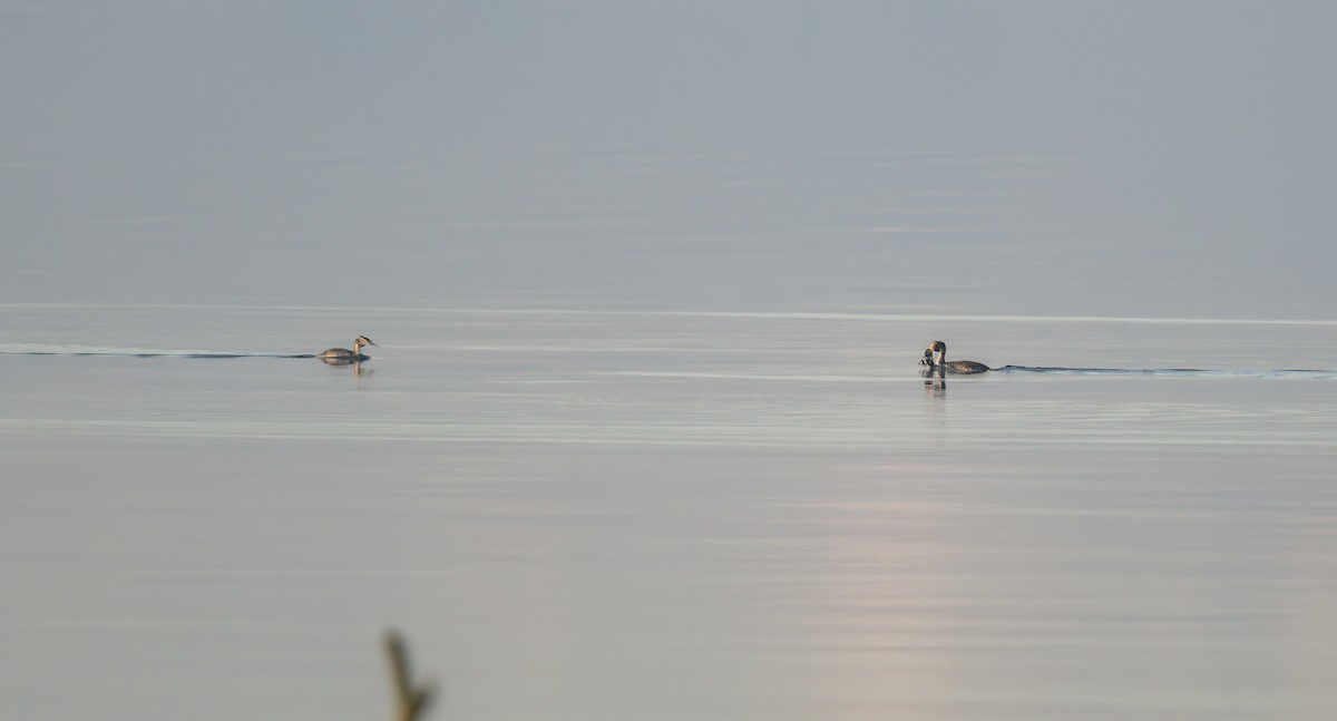 Great Crested Grebe - ML528509871