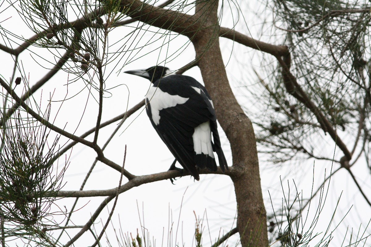 Australian Magpie - ML528509891