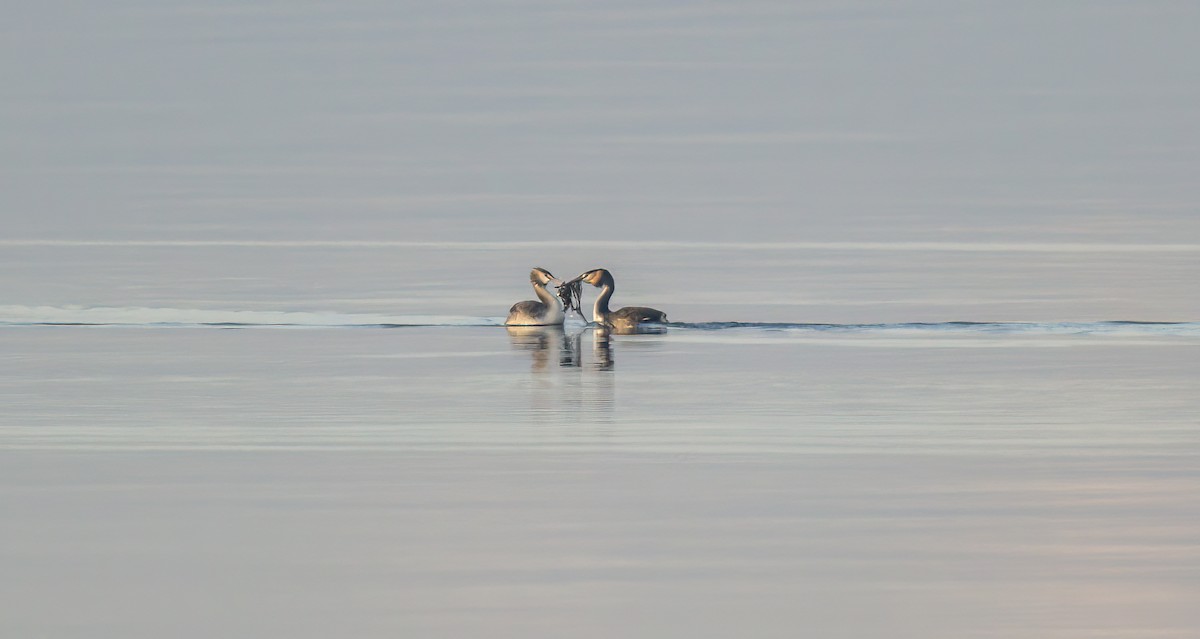 Great Crested Grebe - ML528509971